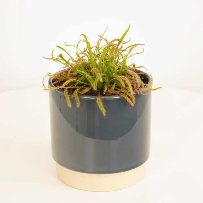 Alice Sundew | Capensis