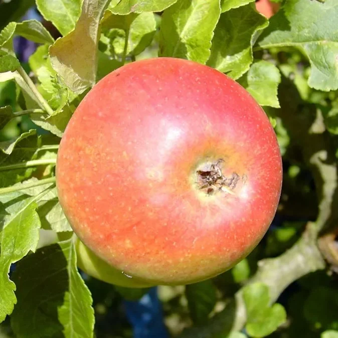 Alkmene aromatischer robuster Herbstrapfel Hochstamm 180 cm Stamm wurzelnackt