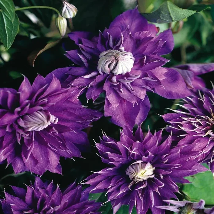 All Clematis