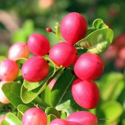 All Time Karonda (Karmocha) Fruit Plant