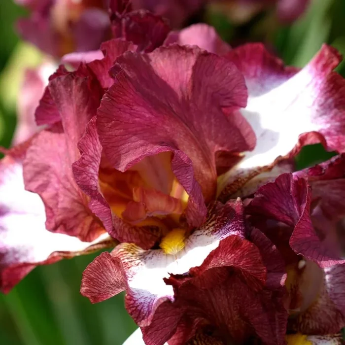 Alle Iris