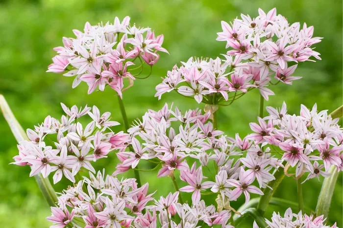 Allium ‚Cameleon‘ (Zierlauch)