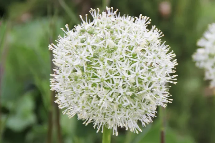 Allium ‚Mount Everest‘ (Kugellauch | Zierlauch)