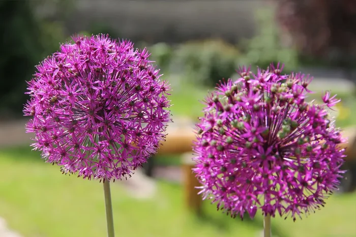 Allium ‚Purple Sensation‘ (Kugellauch | Zierlauch)