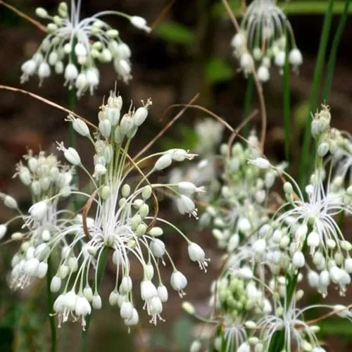 Allium Carinatum Subsp Pulchellum Album
