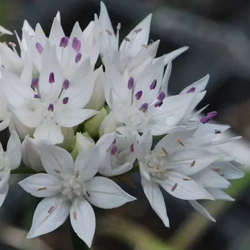Allium Cassium