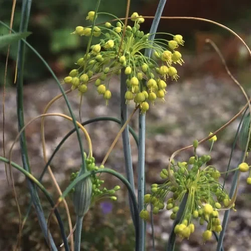 Allium Flavum