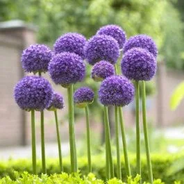 Allium Gladiator 11 cm Topf