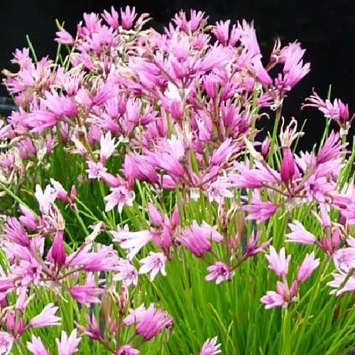 Allium Mairei ‚Amabile‘
