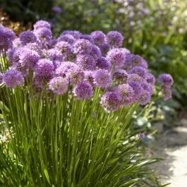 Allium Millenium 9 cm Topf