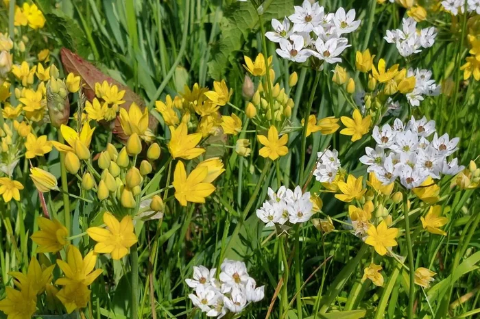 Allium Mix (A9056-50) „Bio“
