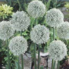 Allium Mount Everest 11 cm Topf