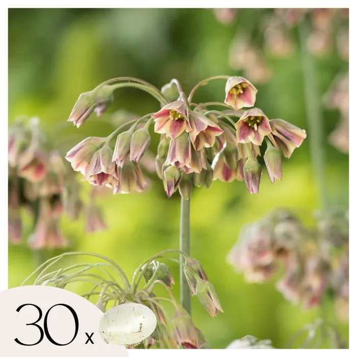Allium Nectaroscordum Siculum – Set of 30 – Flower bulbs