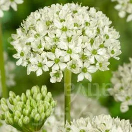 Allium nigrum – Schwarzer Lauch