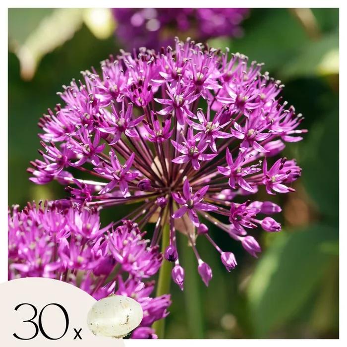 Allium Purple Sensation – Set of 30 – Flower Bulbs