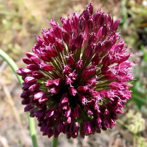Allium Sphaerocephalon