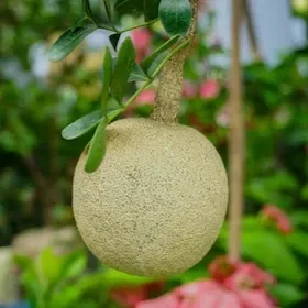 Alltime-Hybrid Seedless Wood Apple Fruit Plant