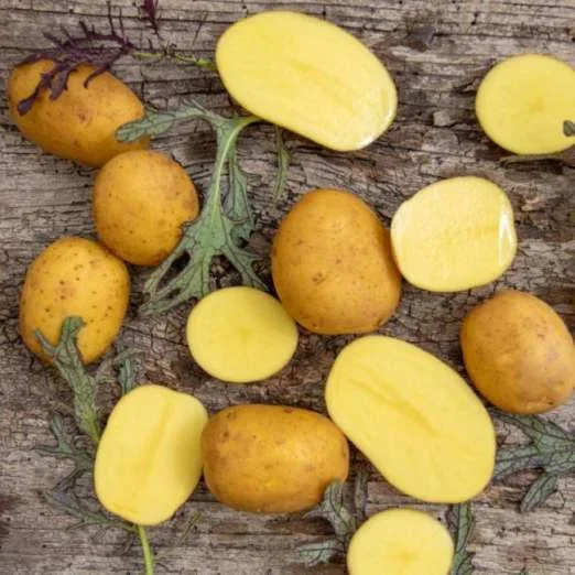 AlmondaPflanzkartoffeln, bio
