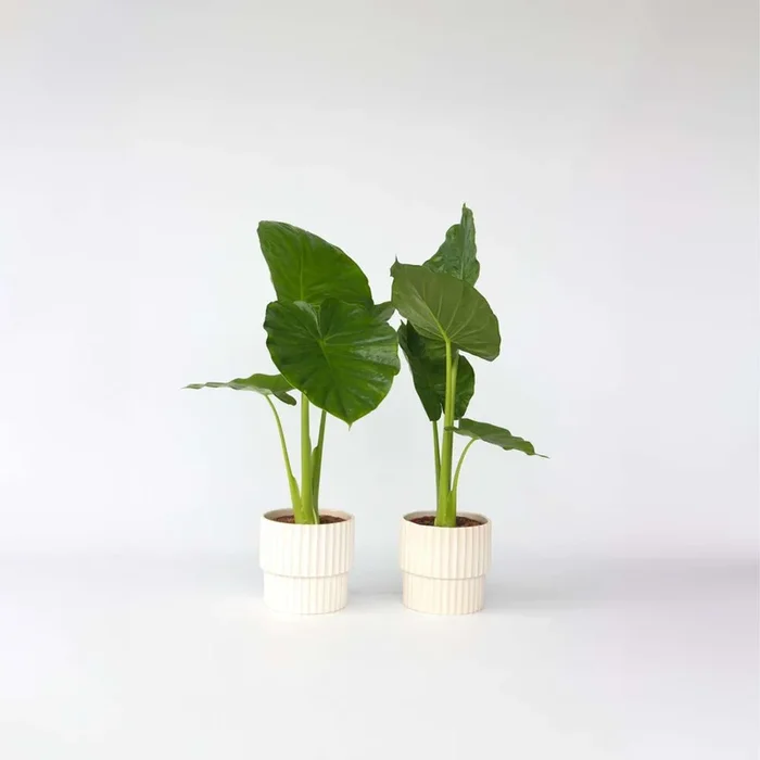 Alocasia ‚Odora‘ – Set of 2 – Elephant Ear