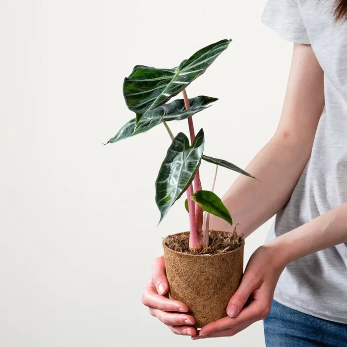 Alocasia ‚Pink Dragon‘ S