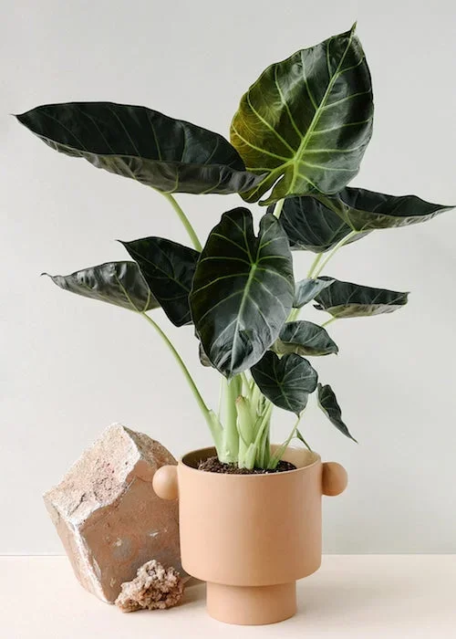Alocasia ‚Regal Shields‘ Large