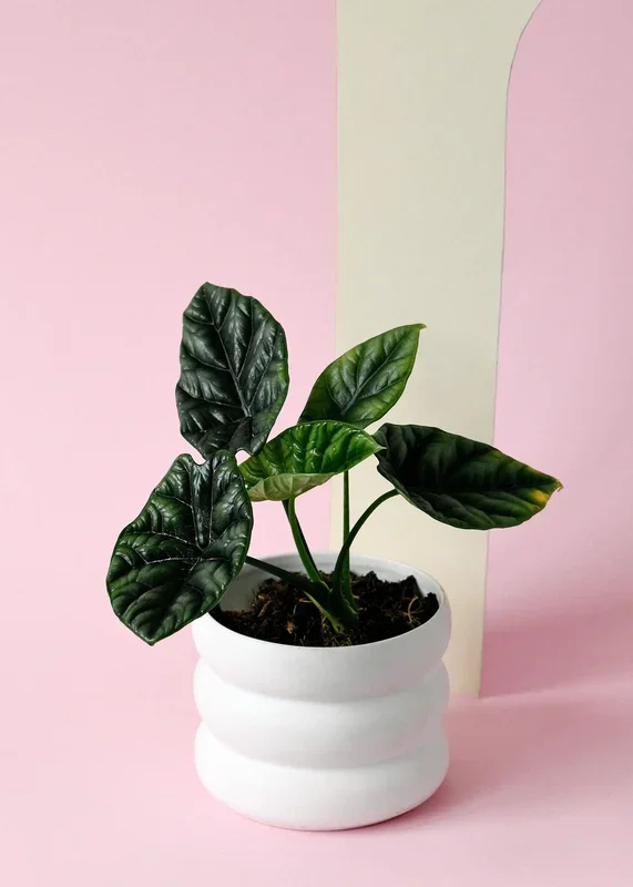 Alocasia ‚Sinuata‘ M
