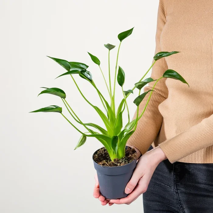 Alocasia ‚Tiny Dancer‘