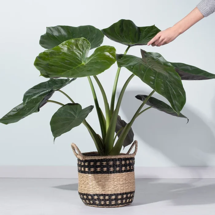 Alocasia ‚Wentii‘