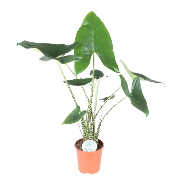 Alocasia ‚Zebrina‘ – Elefantenohr, Pfeilblatt – Rarität – Höhe: 70 cm Topf Ø 17 cm