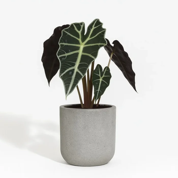 Alocasia Amazonica Polly – 30cm