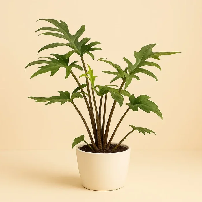 Alocasia Branciifolia Pink Passion – 40cm