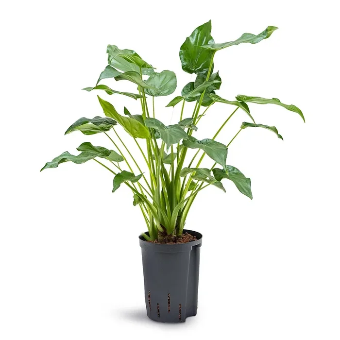 Alocasia cucullata – Hooded Dwarf Elephant Ear – HydroCare