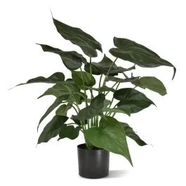 Alocasia Cucullata Kunstpflanze 50cm