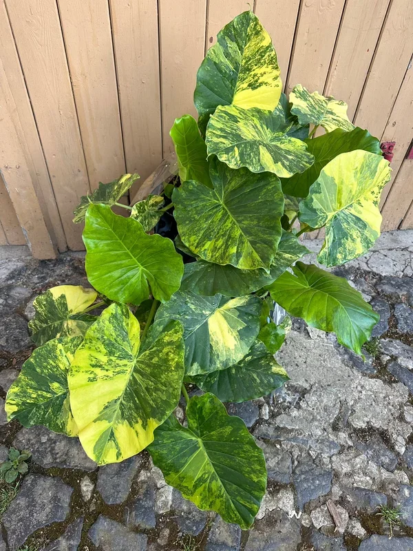 Alocasia Gageana Variegata Aurea