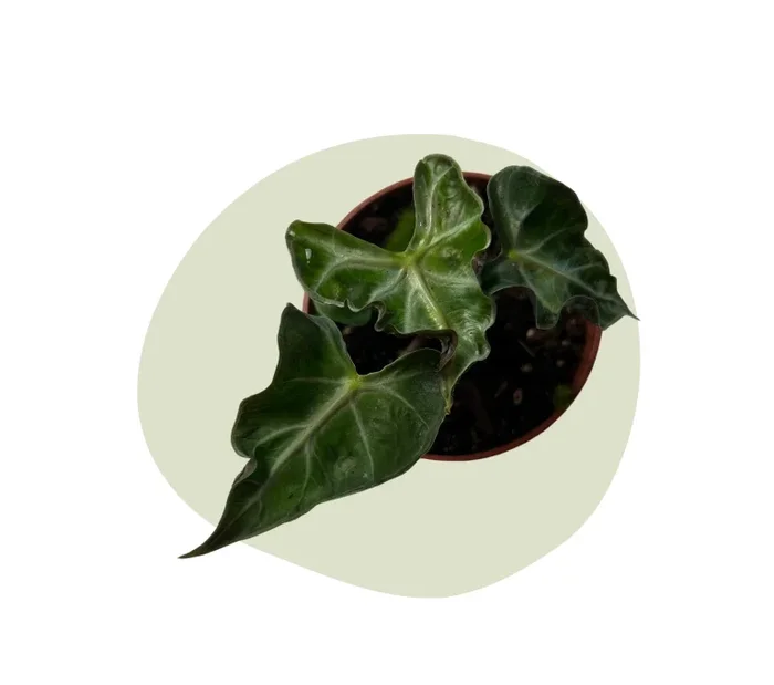 Alocasia Loco – Exotische Schönheit mit einzigartigem Blattwerk
