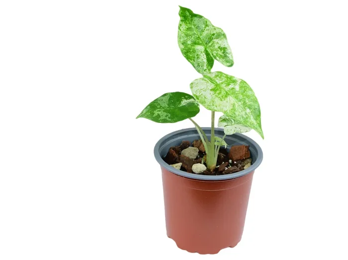 Alocasia odora ‚Batik‘ variegated S (11cm Topf)