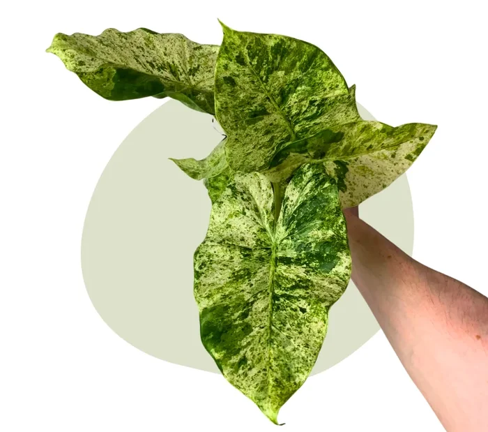 Alocasia Odora Variegata Batik – Die Tropen im Urban Jungle