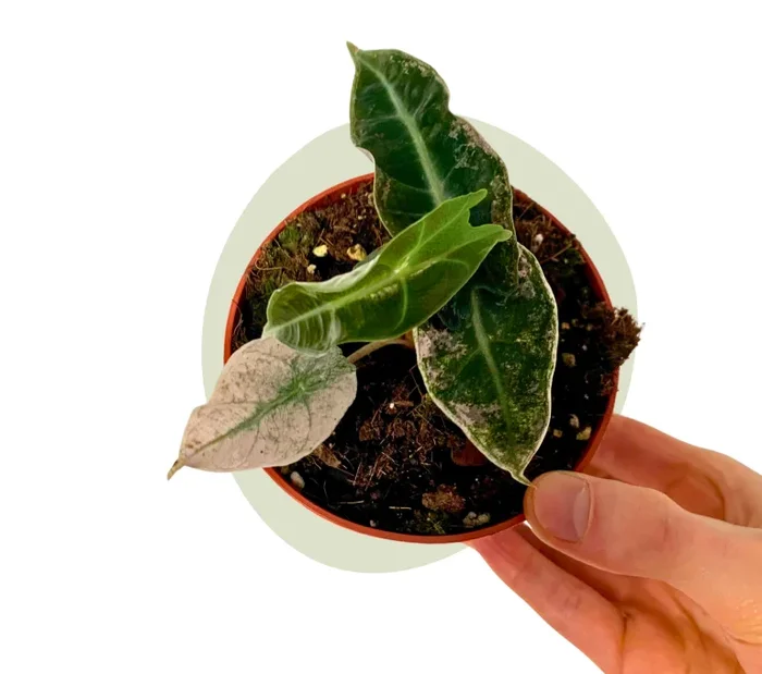 Alocasia Polly Variegata – exotisches Elefantenohr
