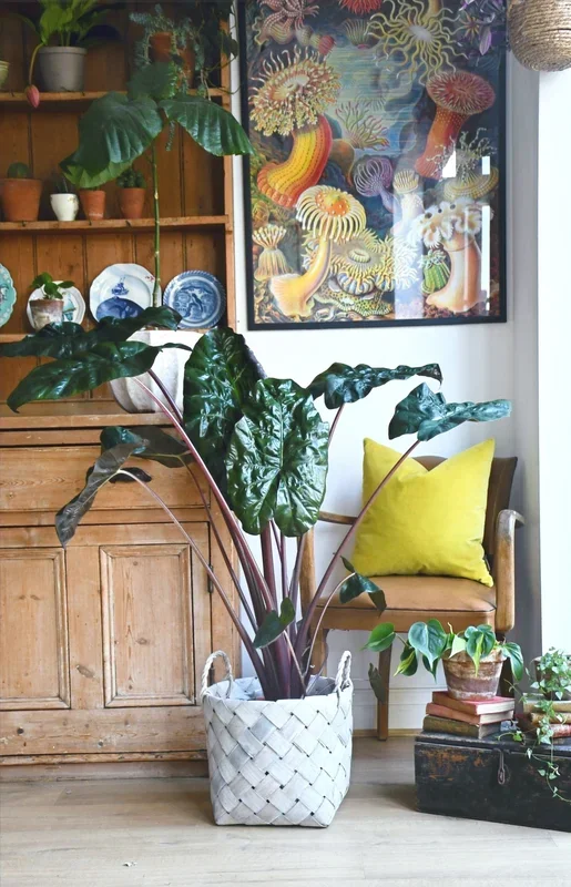 Alocasia Sarawakensis ‚Yucatan Princess‘