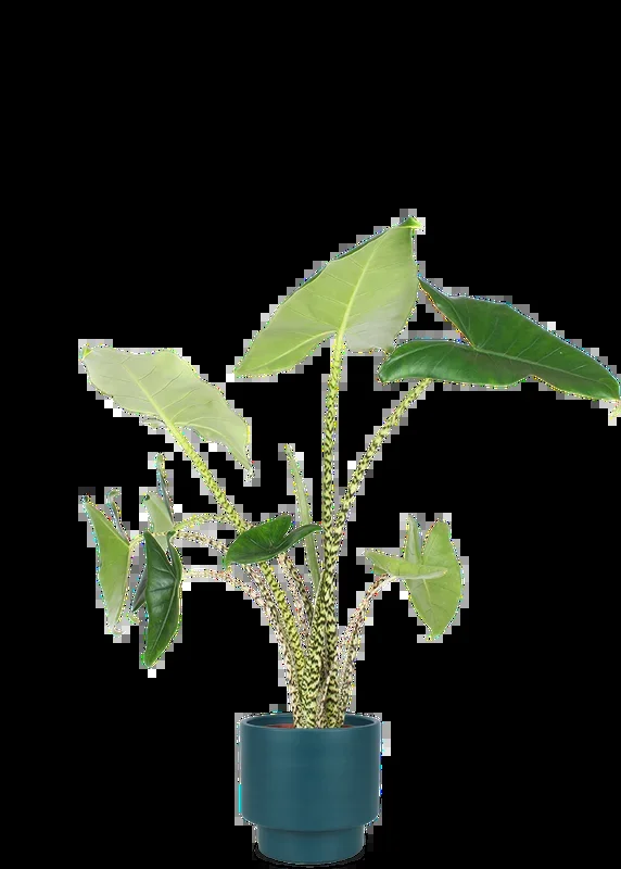 Alocasia zebrina (Elefantenohr) (L)