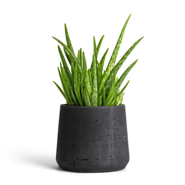 Aloe vera Clumb