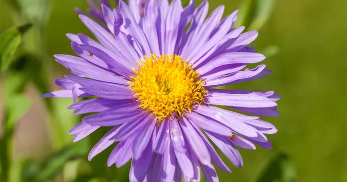 Alpen-Aster