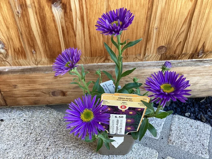 Alpen Aster ‘ Dunkle Schöne ‘ Aster alpinus