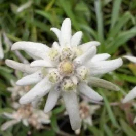 Alpen-Edelweiß (Leontopodium alpinum)