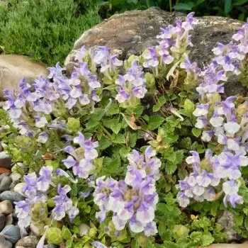 Alpen-Helmkraut (Scutellaria alpina) „Bio“