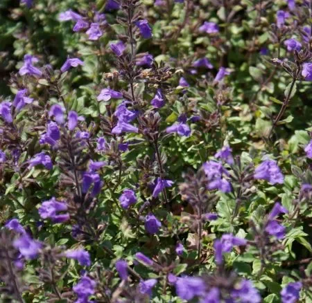 Alpen-Steinquendel (Acinos alpinus) „Bio“