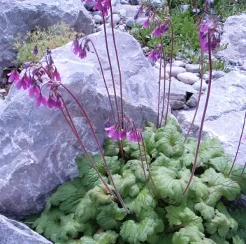 Alpenglöckel (Cortusa matthioli) „Bio“