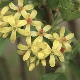 Alpenjohannisbeere (Ribes alpinum)