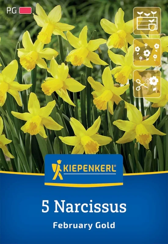 Alpenveilchen-Narzisse February Gold (5 Stück)