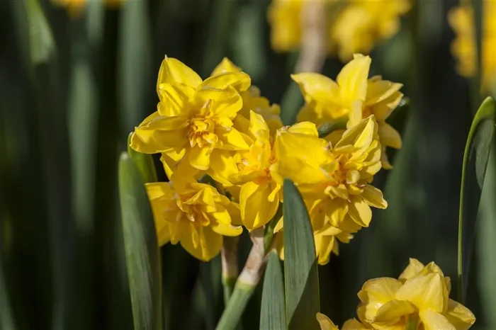 Alpenveilchenartige Narzisse ‚Tête-à-Tête Boucle‘ – 5 Blumenzwiebeln